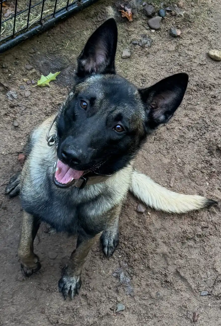 Cairo - Belgian Malinois Personal Protection Dog 1