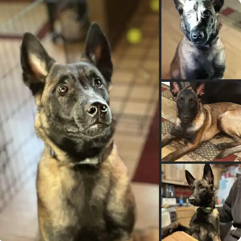 Cairo - Belgian Malinois Personal Protection Dog 2