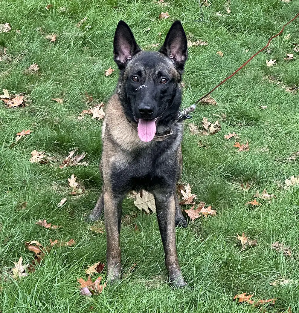 Cairo - Belgian Malinois Personal Protection Dog 3